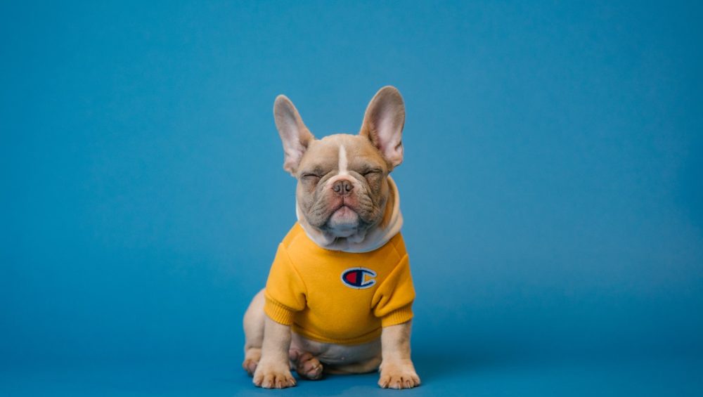 brown french bulldog wearing yellow shirt