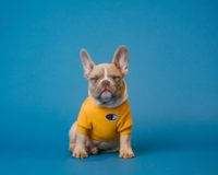 brown french bulldog wearing yellow shirt