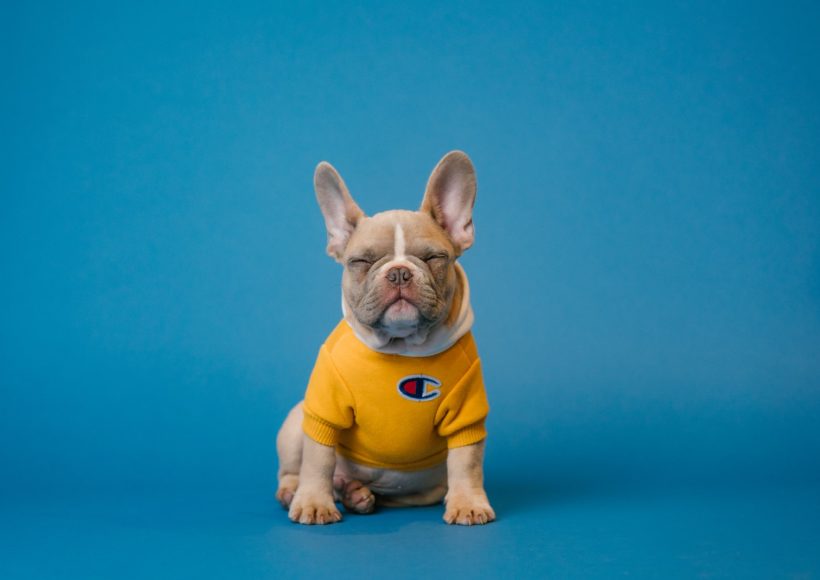 brown french bulldog wearing yellow shirt