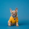 brown french bulldog wearing yellow shirt