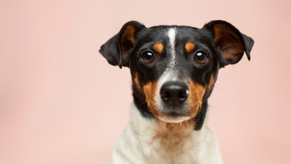 black and white short coated dog