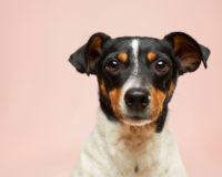 black and white short coated dog