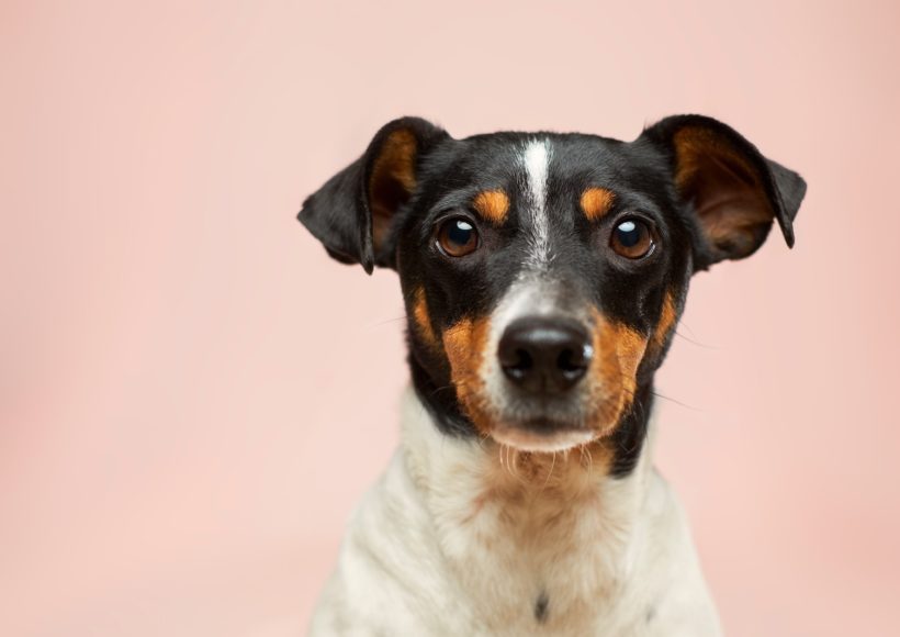 black and white short coated dog