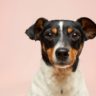 black and white short coated dog